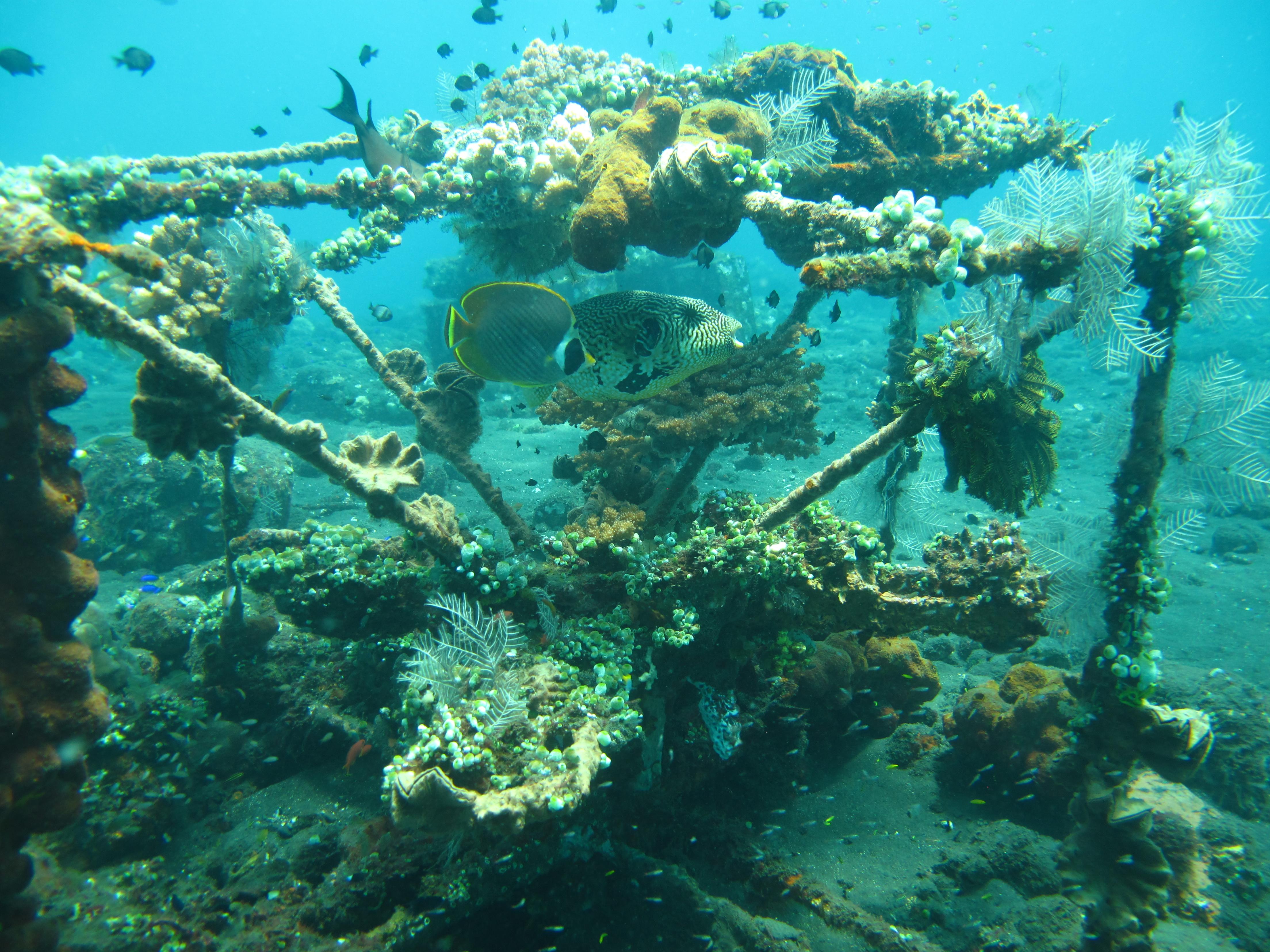 Unterwasserwelt mit buntem Korallenriff an einem künstlichen Wrack, ideal für Taucherurlaub.
