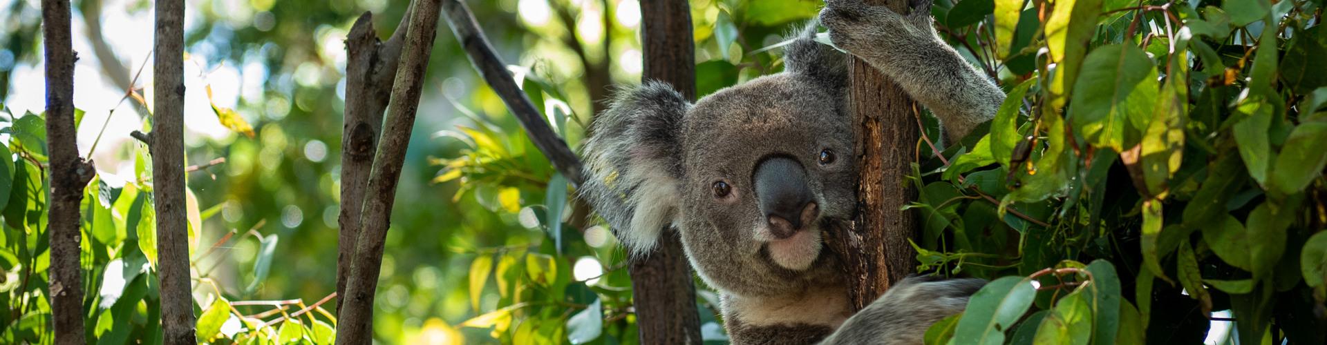 Koala sitzt entspannt in einem Baum, umgeben von grünem Laub im sonnendurchfluteten Wald.