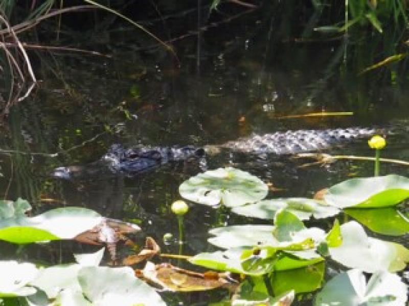 Wasserfl&auml;che mit gr&uuml;nen Seerosenbl&auml;ttern und einem im Wasser ruhenden Krokodil.