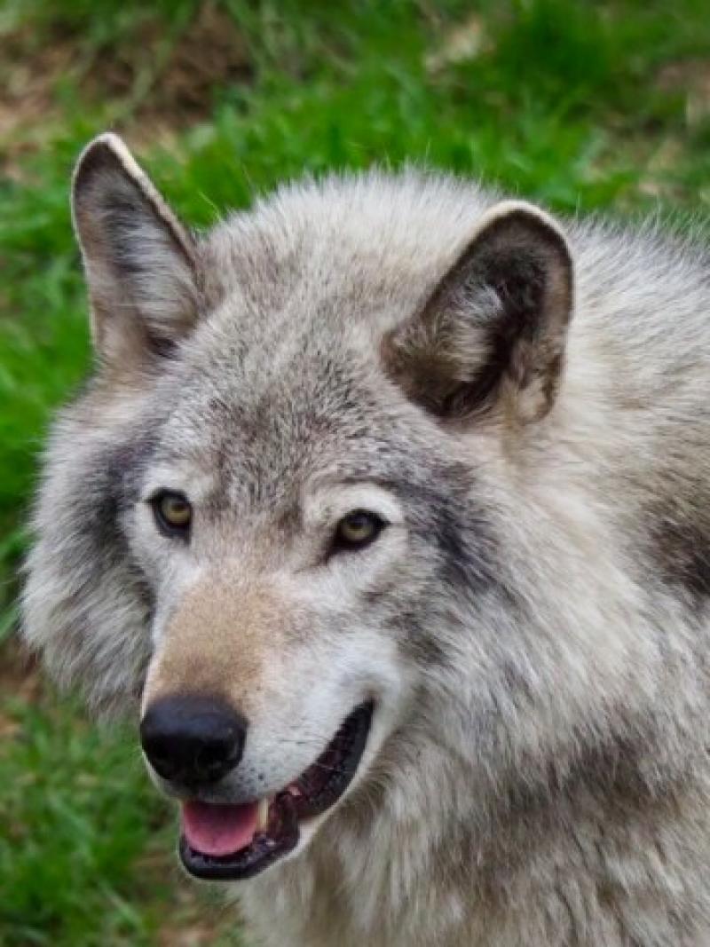 Nahaufnahme eines grauen Wolfs mit dichtem Fell vor gr&uuml;nem Gras, Symbol f&uuml;r wilde Natururlaube.