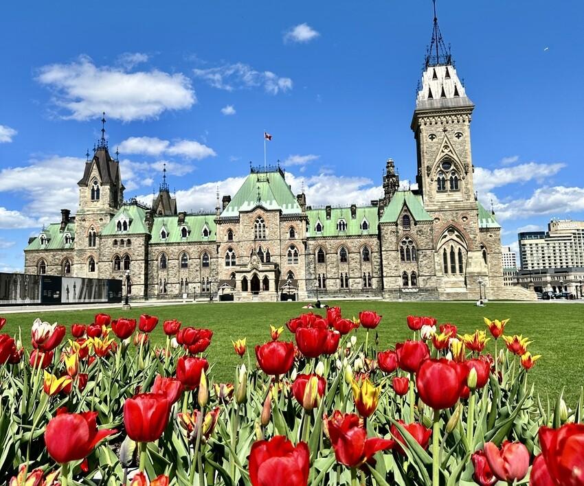 Historisches Gebäude mit grünem Dach und roten Tulpen im Vordergrund, blauer Himmel im Hintergrund.
