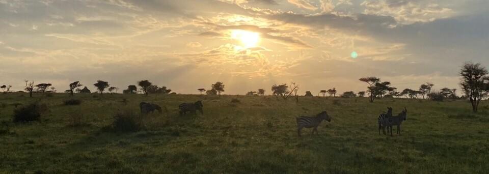 Sonnenuntergang über afrikanischer Savanne mit Zebras und weitem, grasbewachsenem Land.