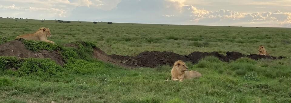 Drei Löwen ruhen auf grüner Savanne unter wolkigem Himmel, ideal für Safari-Urlaub.