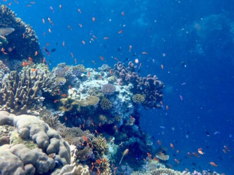 Buntes Korallenriff mit zahlreichen kleinen Fischen im klaren blauen Wasser, ideal f&uuml;r Taucherurlaub.