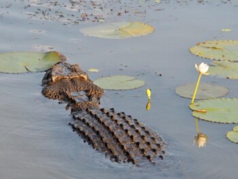 Krokodil schwimmt ruhig im Wasser, umgeben von gr&uuml;nen Seerosenbl&auml;ttern und einer wei&szlig;en Seerose.