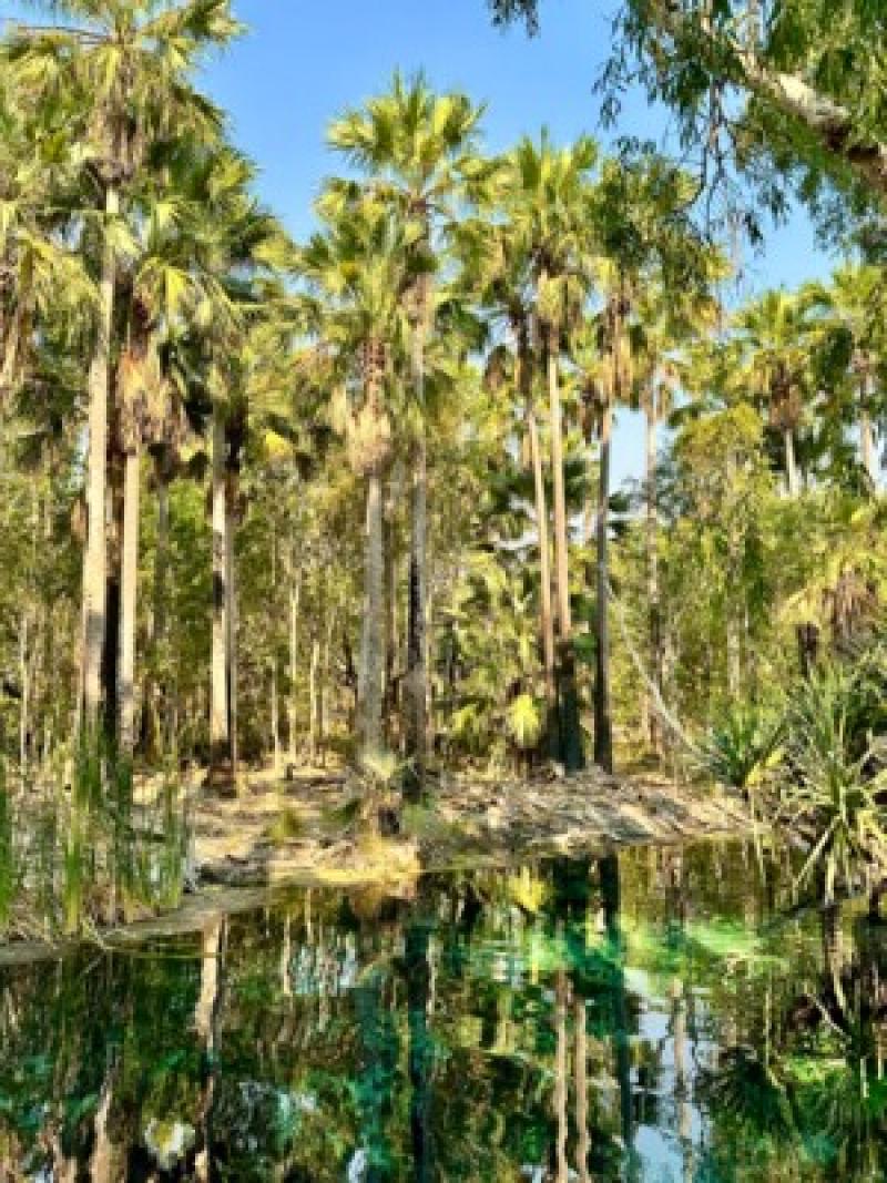 Tropischer Palmenwald mit klarem Wasser, ideal f&uuml;r Ruhe und Natururlaub am Hotel.