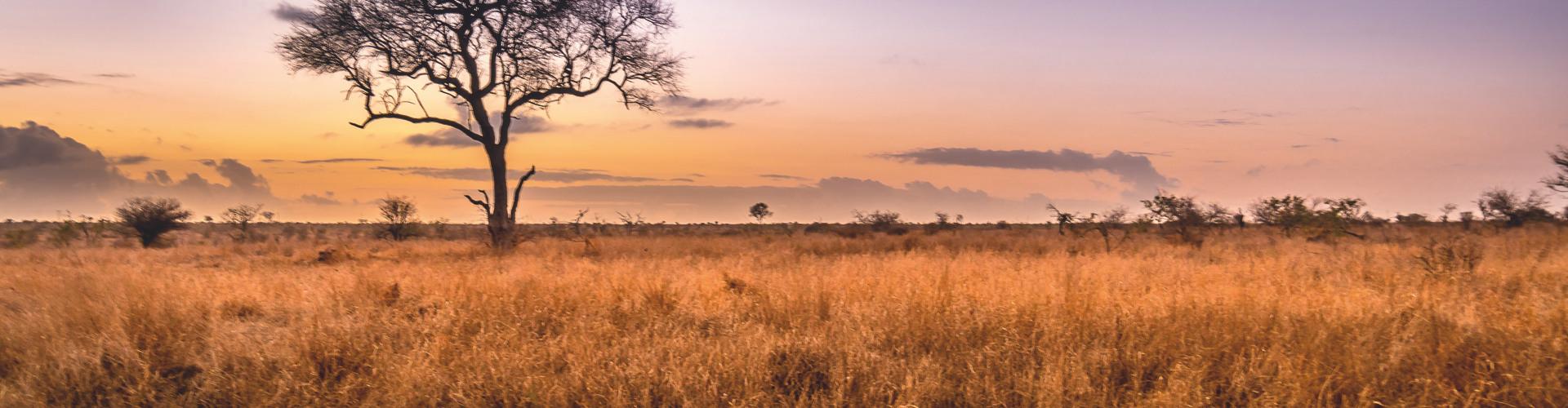 Weites Savannenfeld mit Baum bei Sonnenaufgang, ideal für Safariurlaub und Naturerlebnis.