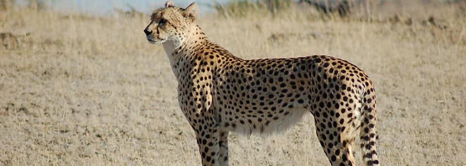 Ein Gepard steht aufmerksam in einer goldbraunen Savannenlandschaft, ideal für Safariurlaub.