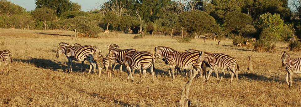 Eine Herde Zebras grast auf einer sonnenbeschienenen Savannenwiese mit Bäumen im Hintergrund.