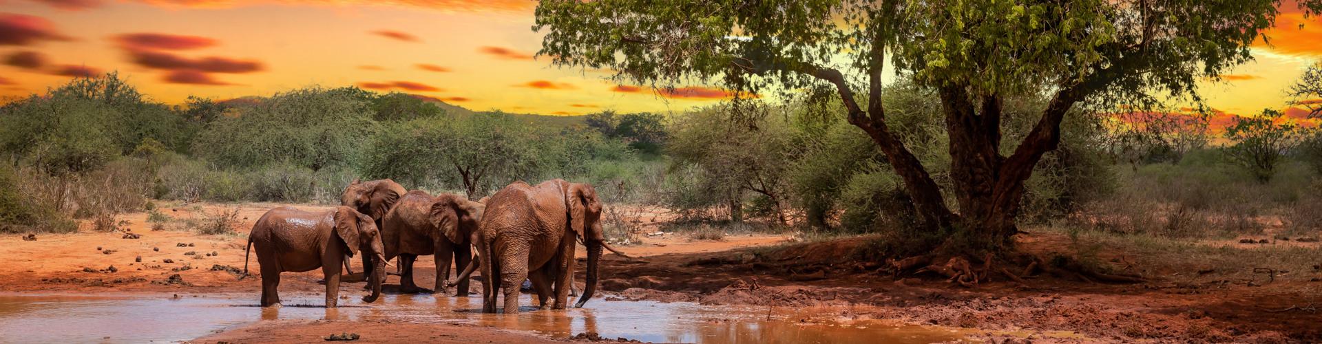 Elefanten am Wasser in afrikanischer Savanne bei Sonnenuntergang, ideal für Safari-Urlaub.